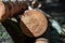 Felled wooden trunks of pine trees lie on the ground in the forest. The inner part of the tree trunk with annual rings close-up