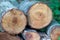 Felled wooden trunks of pine trees lie on the ground in the forest. The inner part of the tree trunk with annual rings close-up