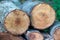 Felled wooden trunks of pine trees lie on the ground in the forest. The inner part of the tree trunk with annual rings close-up