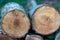 Felled wooden trunks of pine trees lie on the ground in the forest. The inner part of the tree trunk with annual rings close-up