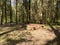 Felled wooden trunks of pine trees lie on the ground in the forest. The inner part of the tree trunk with annual rings close-up