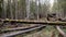 Felling Natural forest of spruce and deciduous