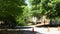 Felling Tree On Suburban Street