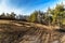 Felling of trees attacked by bark beetle in the Czech Republic. Crustacean calamity. Sick forest. Climate change. Evening light