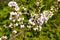 Felt Chinese cherries Prunus tomentosa L.. Blossoming