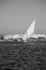 Felucca Sailboats on the Nile at Sunset in Black and White
