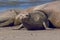 Femaale elephant seal, Peninsula Valdes,