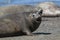 Femaale elephant seal, Peninsula Valdes,
