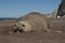 Femaale elephant seal, Peninsula Valdes,