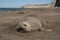 Femaale elephant seal, Peninsula Valdes,