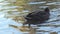 femail mallard duck ( anas platyrhynchos) swimming in beautiful pond. close up