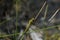 Female Abbott`s Skimmer Dragonfly Orthetrum abbotti In Grassland