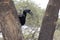 Female Abyssinian ground hornbill that sits between the trunks o