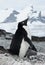 Female Adelie penguin with chicks.