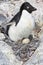 Female Adelie penguin sitting on eggs in the nest among the rock