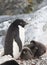 Female Adelie penguin and three chicks in the