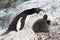 Female Adelie penguins near the nest in which chicks