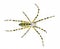 Female adult black and yellow garden spider, golden garden spider, writing, corn, or McKinley orbweaver or orb weaver spider -