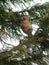 Female Adult Cardinal in an Evergreen Tree Coy Pose