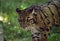 Female adult clouded leopard Neofelis nebulosa is listed as vulnerable