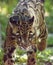 Female adult clouded leopard Neofelis nebulosa is listed as vulnerable