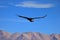 Female adult condor flying over mountains