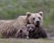 Female adult grizzly with cubs