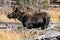 Female Adult Moose in Sprague Lake