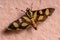 Female Adult Orange-spotted Flower Moth