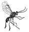 Female Adult Parasite Wasp, vintage illustration