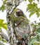Female Adult Sloth