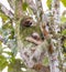 Female Adult Sloth With Young Sloth