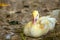 Female adult white Campbell domestic breed duck