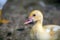 Female adult white Campbell domestic breed duck