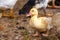 Female adult white Campbell domestic breed duck