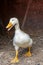 Female adult white Campbell domestic breed duck