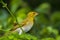 Female African Eastern Golden Weaver bird Ploceus subaureus perched on a palm leaf.