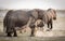 Female African Elephant dust bathing, Amboseli, Kenya