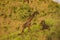 a female african giraffe with a red-billed buffalo starling