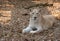 Female african lion