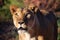 Female African Lioness in the morning sun