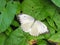 Female African Migrant butterfly with open wings