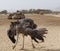 Female African ostrich dancing