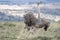 Female African ostrich looking out for her newborn babies.