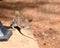 Female Agama lizard, brown african lizard from back