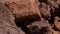 Female agama lizard camouflaged on a brown rock