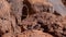 Female agama lizard camouflaged on a brown rock