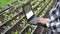 Female agriculturist hand using laptop computer to record growth data of many little green Chinese cabbage in organic farm