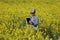 Female agronomist examining blossoming rapeseed field