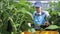 Female agronomist harvests of aubergines in agro industrial complex.